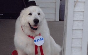 USA: Un chien élu maire dans un village (Photo)