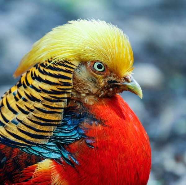 Un oiseau qui aurait "la même coupe de cheveux que Donald Trump" fait sensation sur internet