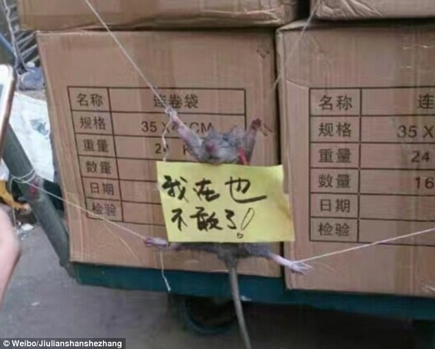 Chine-Insolite: Un rat ligoté et «publiquement humilié» pour avoir volé du riz dans un magasin (PHOTOS)
