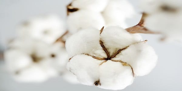 Santé: Découvrez les puissants bienfaits de la précieuse huile de coton