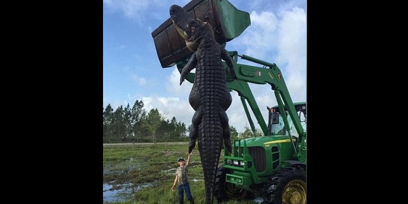 648x415_fils-lee-lightsey-pose-devant-alligator-geant-abattu-pere