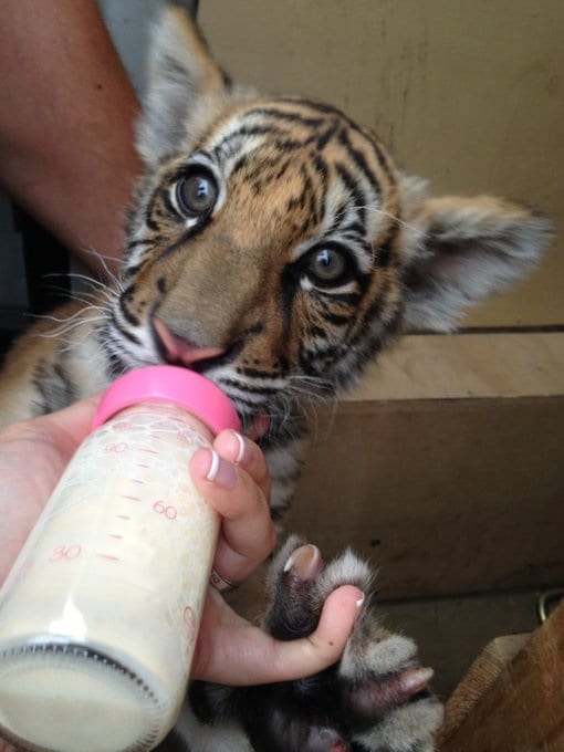 Un bébé tigre sauvé par un sanctuaire français...(Photos)
