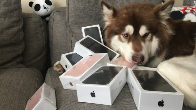 Chine: Il achète 8 iPhones 7s pour son chien (PHOTOS)