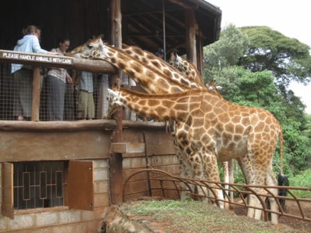 AfrikMag Tourisme : Voici pourquoi vous devez visiter le Kenya 