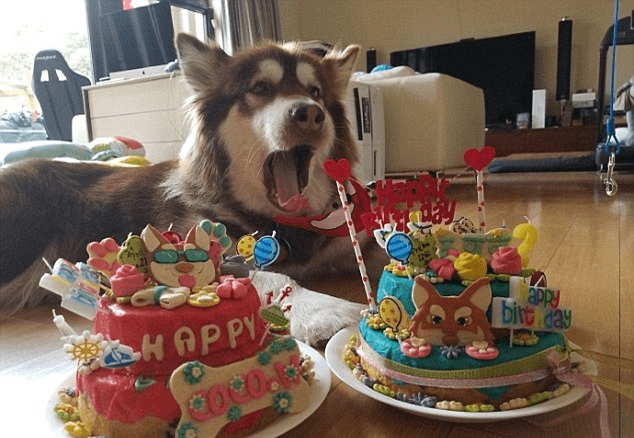 Chine: Il achète 8 iPhones 7s pour son chien (PHOTOS)