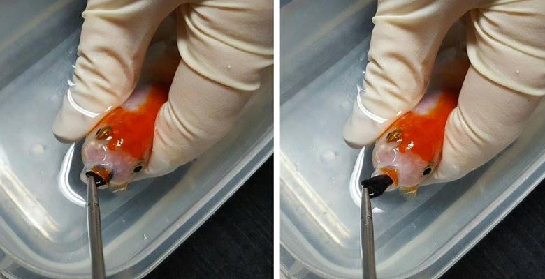 Insolite : Elle paie 500 dollars pour sauver son poisson rouge...(Photos)