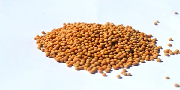 Voici les bienfaits de la moutarde