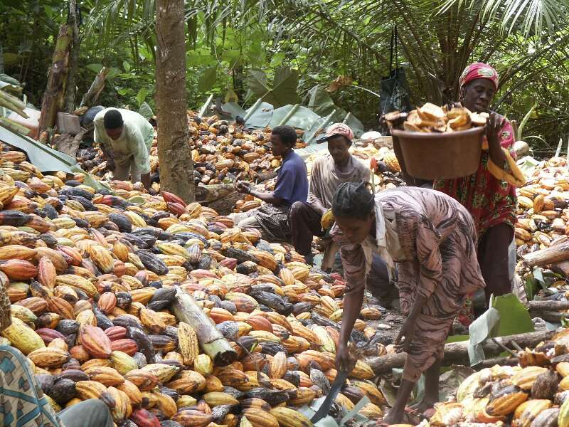 côte d'ivoire: 35 tonnes de cacaos détournées à Yopougon