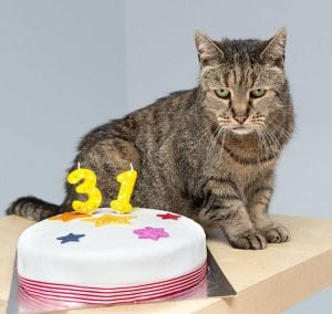 Le chat le plus vieux du monde a fêté ses 31 ans