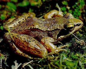 La population des animaux a diminué de moitié en moins de 50 ans, selon un rapport