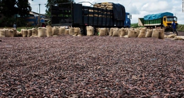 côte d'ivoire: 35 tonnes de cacaos détournées à Yopougon