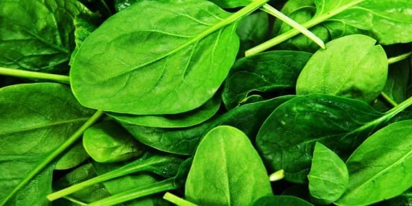 Voici pourquoi il est très important de consommer les épinards régulièrement