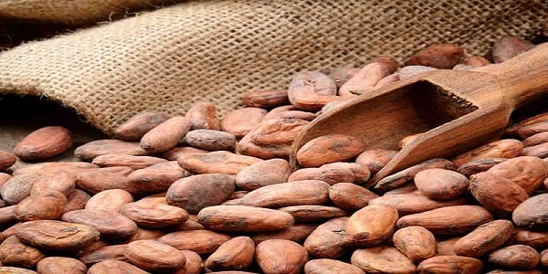 Saviez vous que le cacao possède plus de 5 vertus incroyables pour votre santé