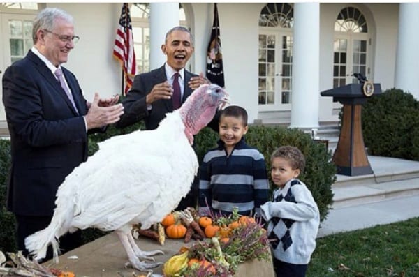 Thanksgiving: Barack Obama gracie deux dindes à la Maison Blanche (PHOTOS)