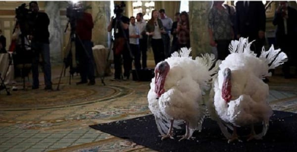 Thanksgiving: Barack Obama gracie deux dindes à la Maison Blanche (PHOTOS)