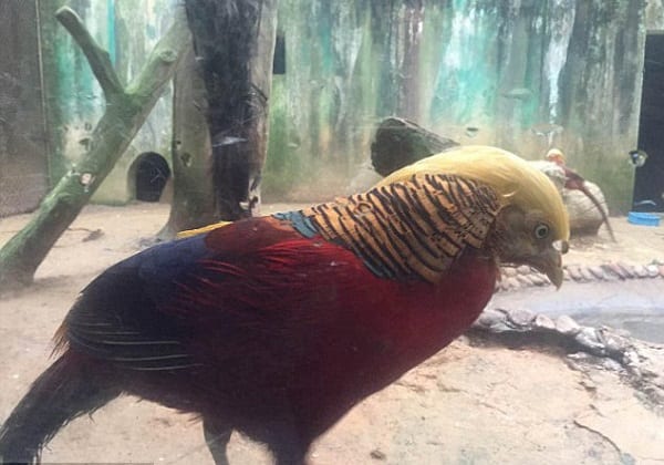 Un oiseau qui aurait "la même coupe de cheveux que Donald Trump" fait sensation sur internet
