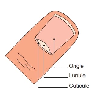 Voici ce que la lunule sur vos doigts révèle de votre état de santé
