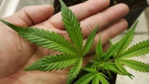 Les Américains votent pour la légalisation du cannabis...Voici les États concernés!