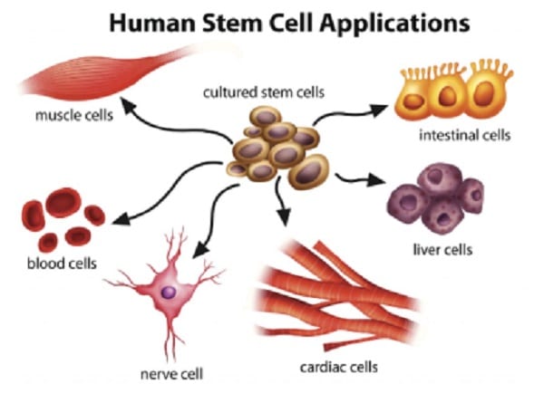 Cette découverte pourrait nous aider à régénérer les parties du corps humain