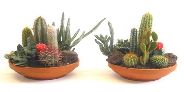 5 plantes à avoir absolument chez vous car, elles chassent naturellement les ondes négatives