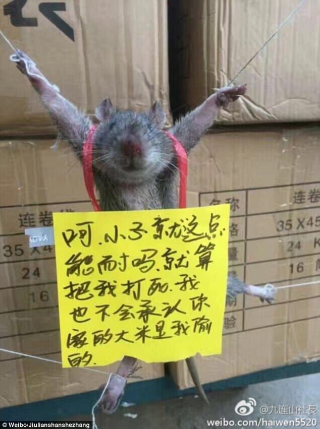Chine-Insolite: Un rat ligoté et «publiquement humilié» pour avoir volé du riz dans un magasin (PHOTOS)