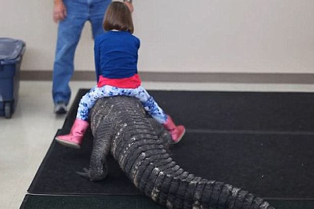 Une fillette monte un énorme alligator à une fête d'anniversaire d'enfants: PHOTOS/ VIDÉO