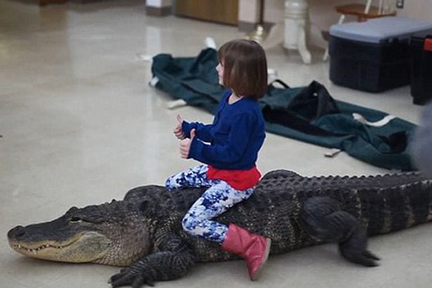 Une fillette monte un énorme alligator à une fête d'anniversaire d'enfants: PHOTOS/ VIDÉO