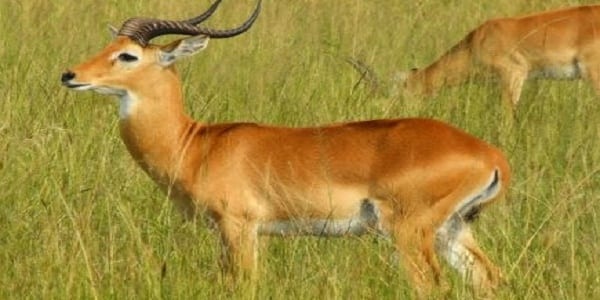 Découvrez le pays qui a inspiré le film "Le dernier roi d'Ecosse"