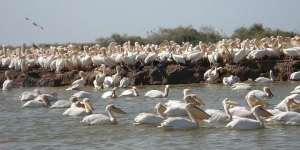 Découverte: Et si vous vous mettiez au "Wolof" ?
