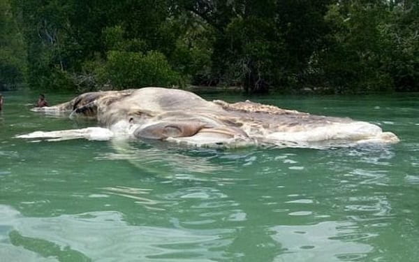 Indonésie: une créature mystérieuse retrouvée morte sur une plage (PHOTOS)