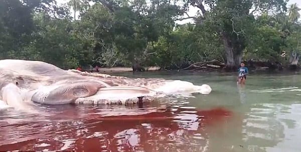 Indonésie: une créature mystérieuse retrouvée morte sur une plage (PHOTOS)