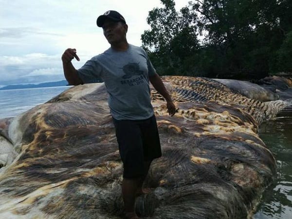 Indonésie: une créature mystérieuse retrouvée morte sur une plage (PHOTOS)