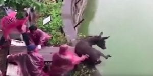 Mécontents, des investisseurs d'un zoo jettent un âne et un mouton dans la fosse aux tigres