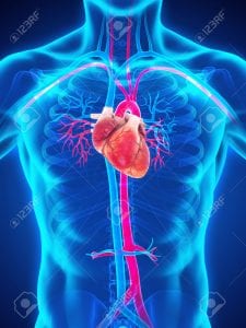 Santé: découvrez 7 bienfaits étonnants de la fraise