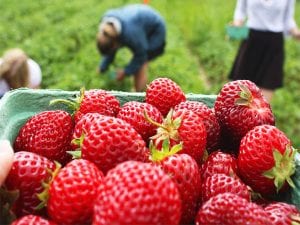 Santé: découvrez 7 bienfaits étonnants de la fraise