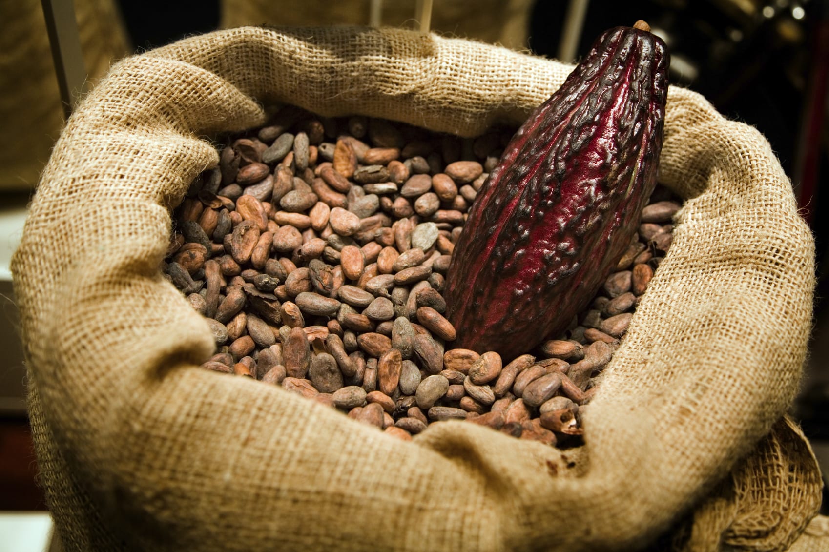 Cacao-and-Beans