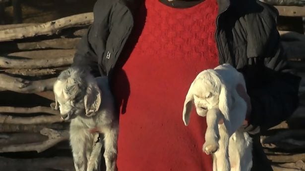 Argentine: Une chèvre née avec un visage "démoniaque"  choque les villageois (VIDÉO)