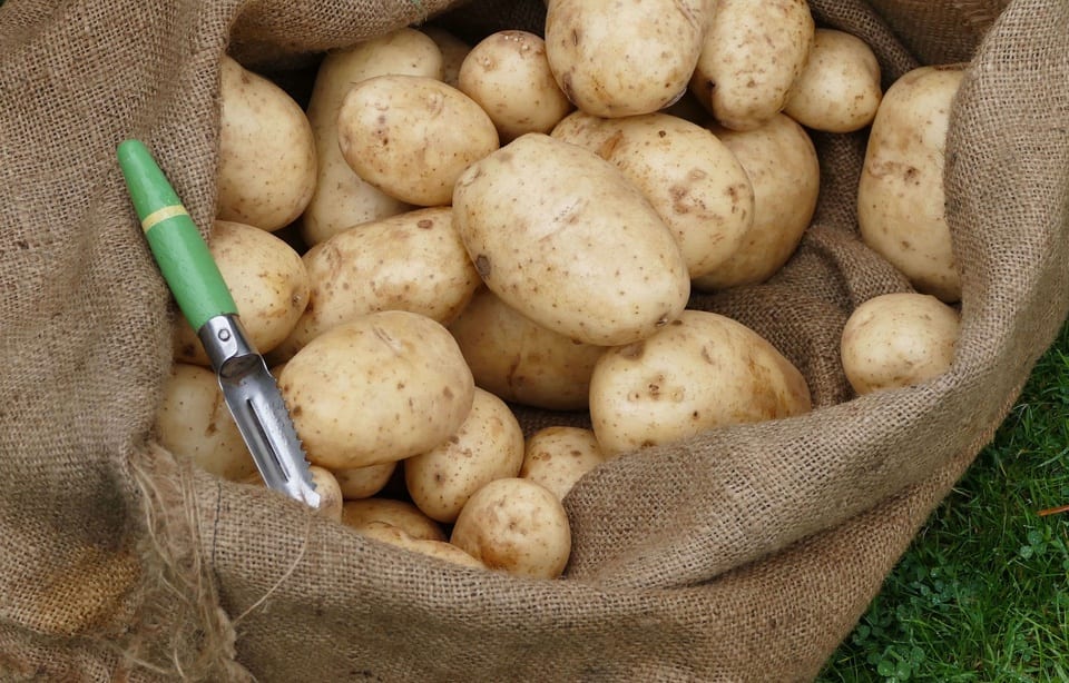 patates-vieilles-10900-ans-utah