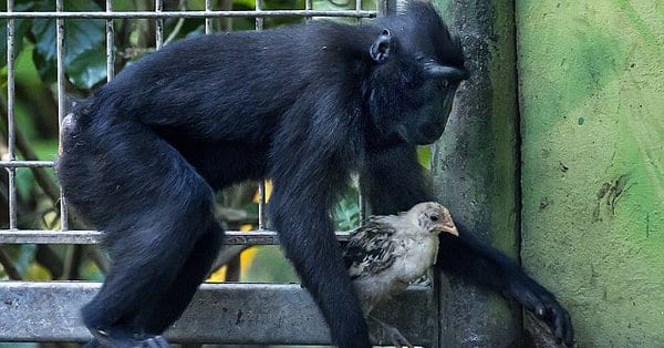 Un singe adopte un poulet, et deviennent tous deux inséparables: PHOTOS/VIDÉO