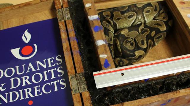 France: l'incroyable découverte des douaniers à l'aéroport Roissy Charles-de-Gaulle...photo