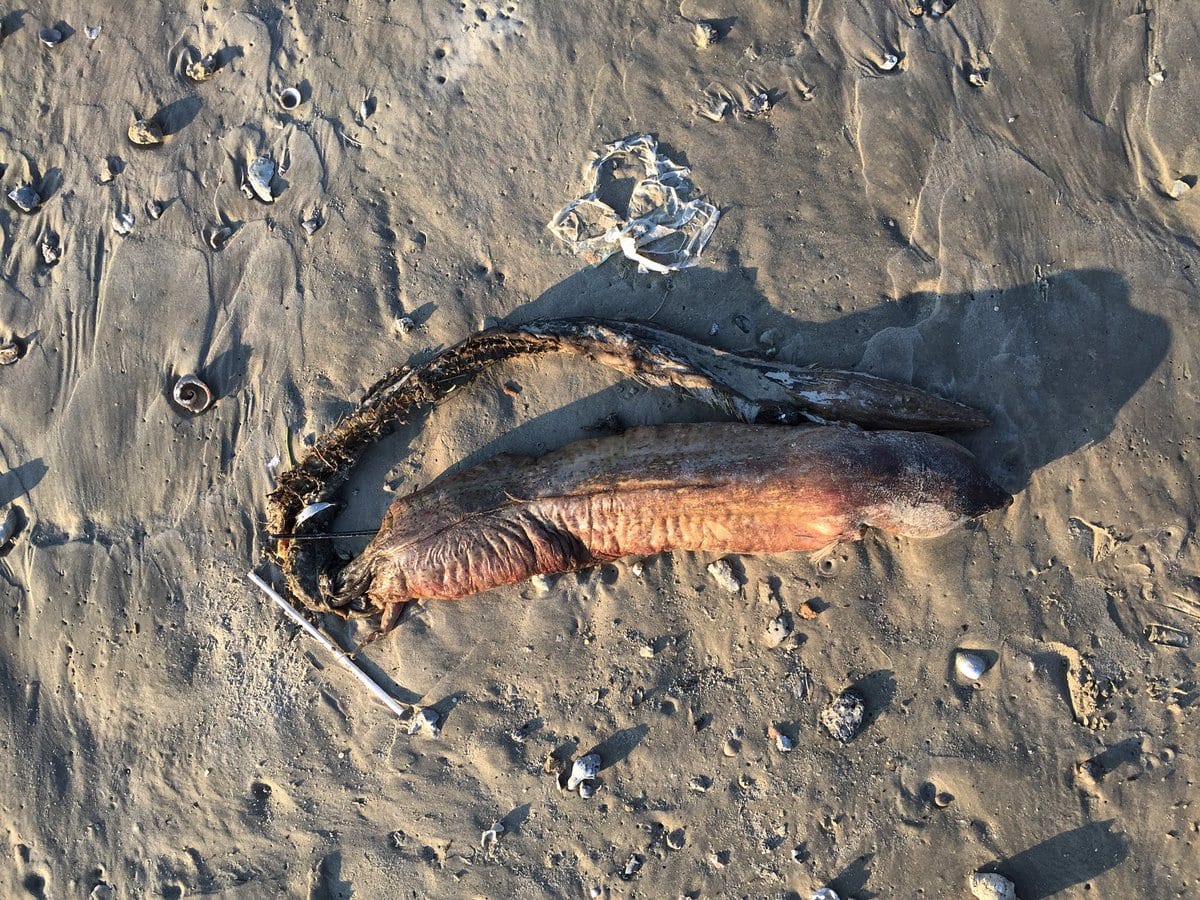 Etats-Unis: Une mystérieuse créature retrouvée sur une plage après l’ouragan Harvey...photos
