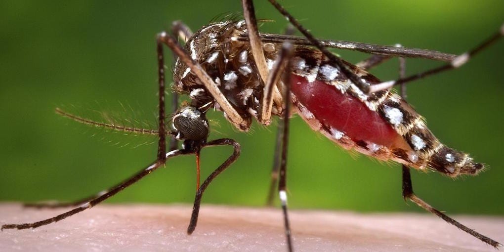 dengue