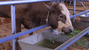 Alassane Ouattara: "Les pays Africains doivent prendre leurs responsabilités"