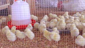 Alassane Ouattara: "Les pays Africains doivent prendre leurs responsabilités"