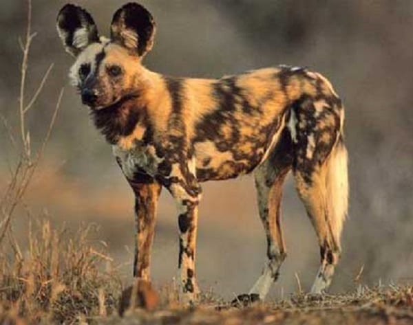 African-Wild-Dog@large