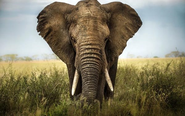 Loxodonta Africana © Shutterstock – Lara Zanarini – WWF-Sweden