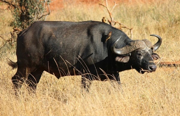 buffalo-800a