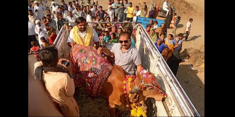 Inde/Insolite : Un homme abandonne sa famille pour vivre avec ses vaches (photos)
