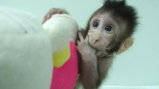 Chine: Des singes clonés par des scientifiques avec la méthode de Dolly (PHOTOS/VIDÉO)