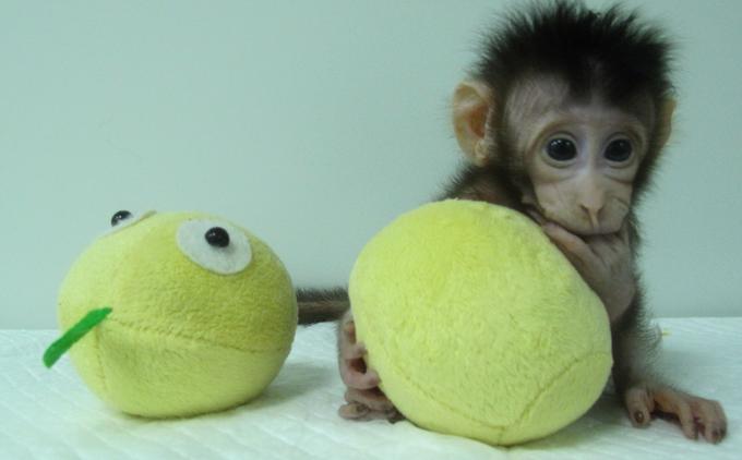 Chine: Des singes clonés par des scientifiques avec la méthode de Dolly (PHOTOS/VIDÉO)